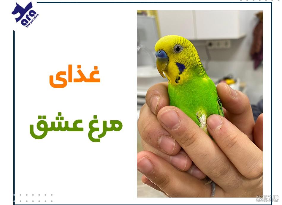 اگر مرغ عشق غذا نخورد چه کنیم اگر مرغ عشق غذا نخورد چه کنیم
