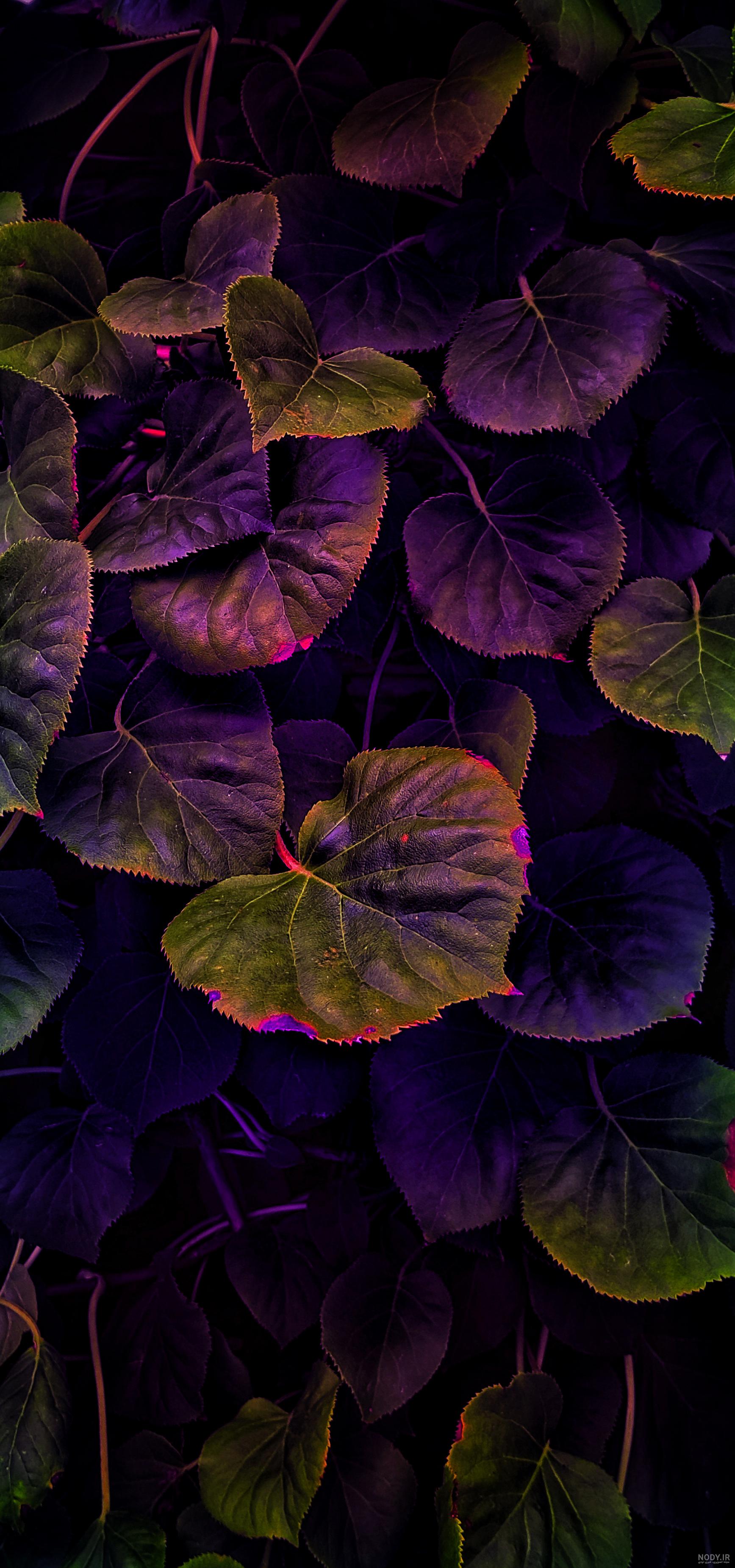 تصویر زمینه آیفون ۱۱ پرو مکس