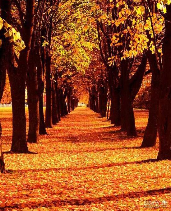 تصویر زمینه پاییزی فول اچ دی