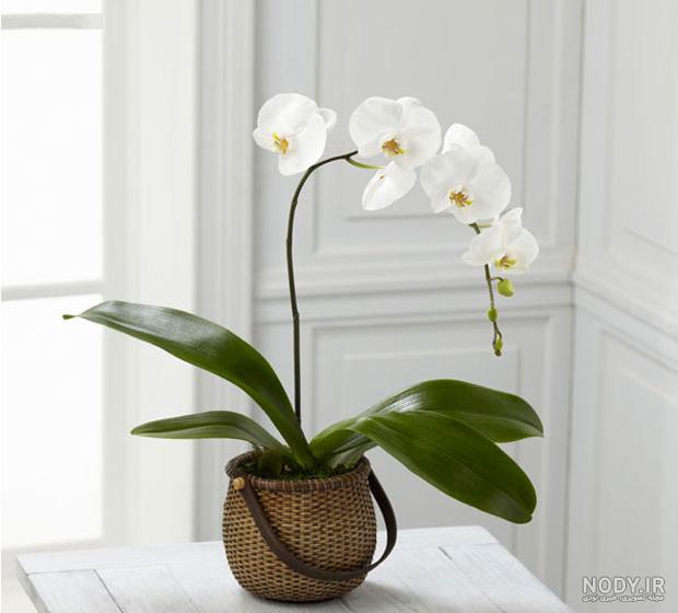 خواص گل های آپارتمانی