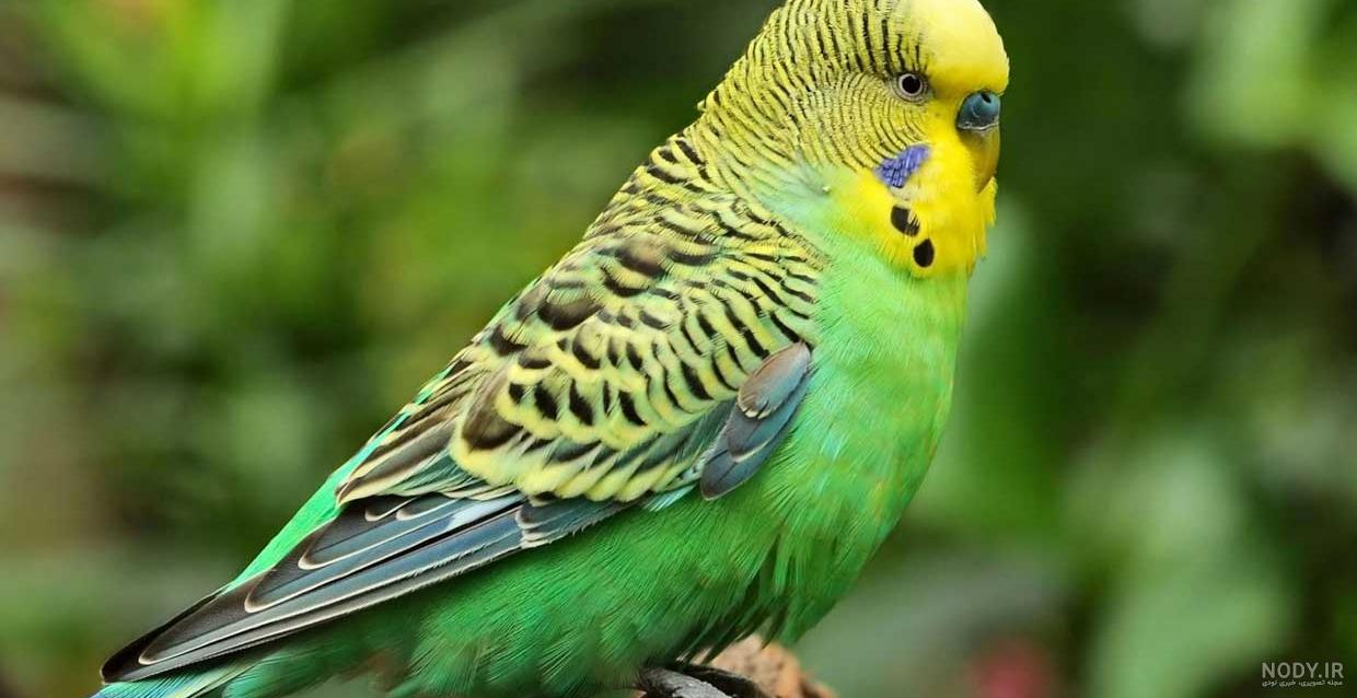 رنگ دماغ مرغ عشق نر