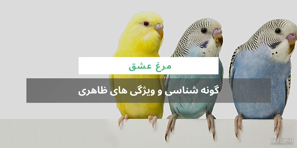 علت بزرگ شدن نوک مرغ مینا علت بزرگ شدن نوک مرغ مینا