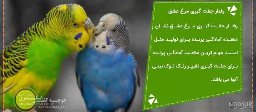 عکس مرغ عشق جفت شده