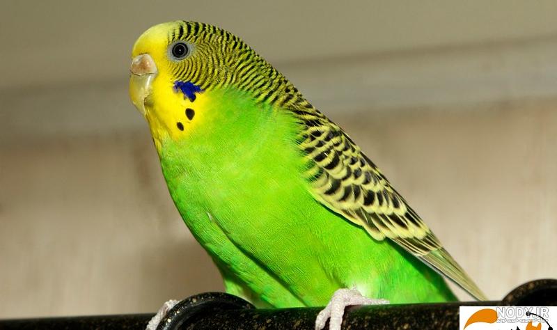 عکس مرغ عشق سبز
