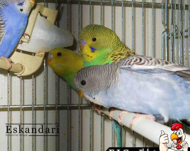 عکس مرغ عشق صورتی عکس مرغ عشق صورتی