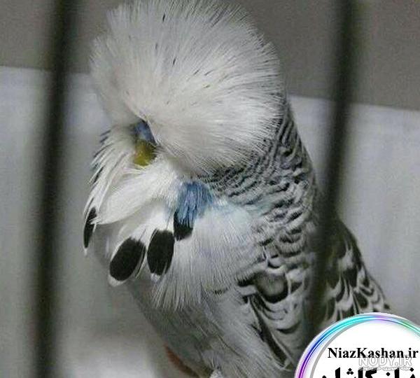 عکس مرغ عشق قرمز