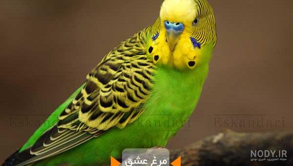 عکس مرغ عشق ماده عکس مرغ عشق ماده