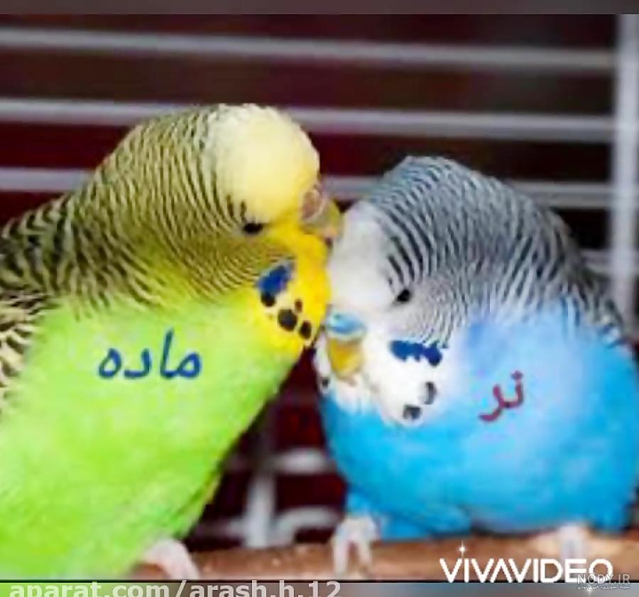 عکس مرغ عشق نر ماده