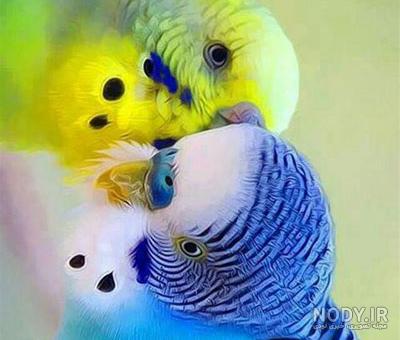 عکس مرغ عشق وحشی عکس مرغ عشق وحشی