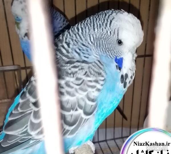 عکس مرغ عشق وحشی
