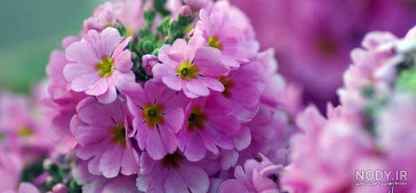 عکس گل نوشته دار عکس گل نوشته دار