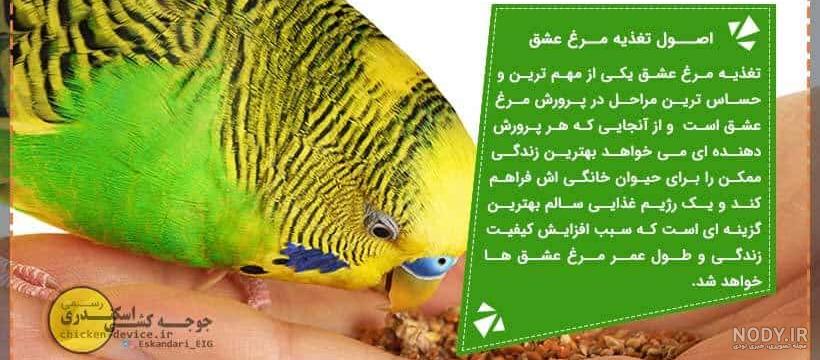 غذای مرغ عشق میثم پرنده باز غذای مرغ عشق میثم پرنده باز