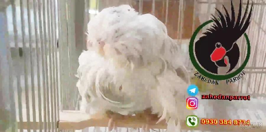 قیمت مرغ عشق دستی