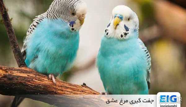 قیمت مرغ عشق مولد