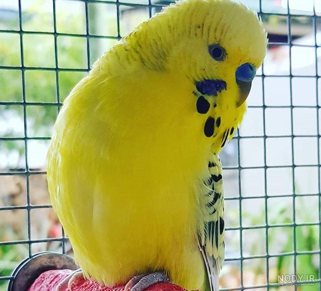 قیمت مرغ عشق نر و ماده