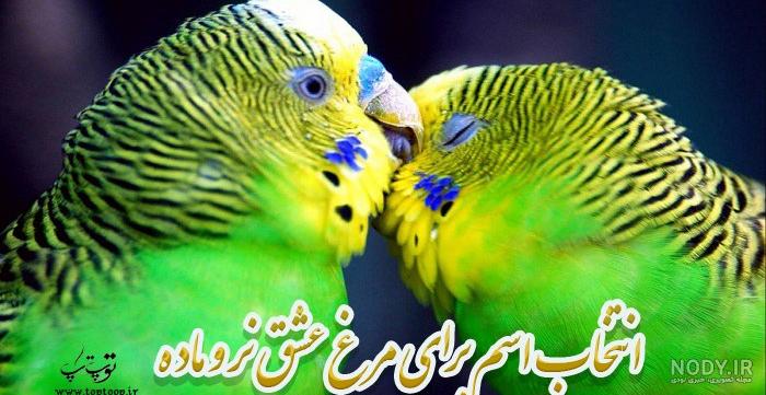 مرغ عشق رنگ خاص مرغ عشق رنگ خاص