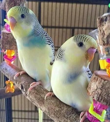 مرغ عشق رنگ خاص مرغ عشق رنگ خاص
