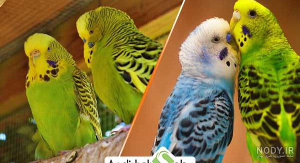 مرغ عشق رنگین کمانی اصل مرغ عشق رنگین کمانی اصل