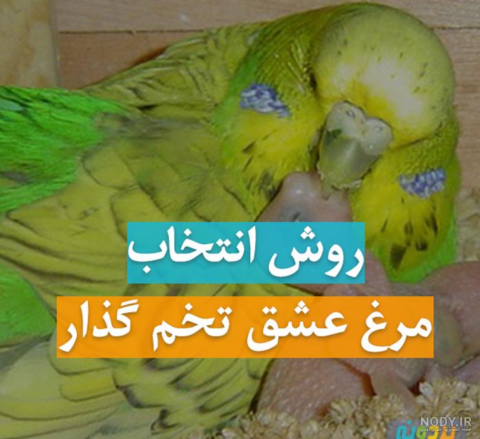 مرغ عشق سبز مرغ عشق سبز