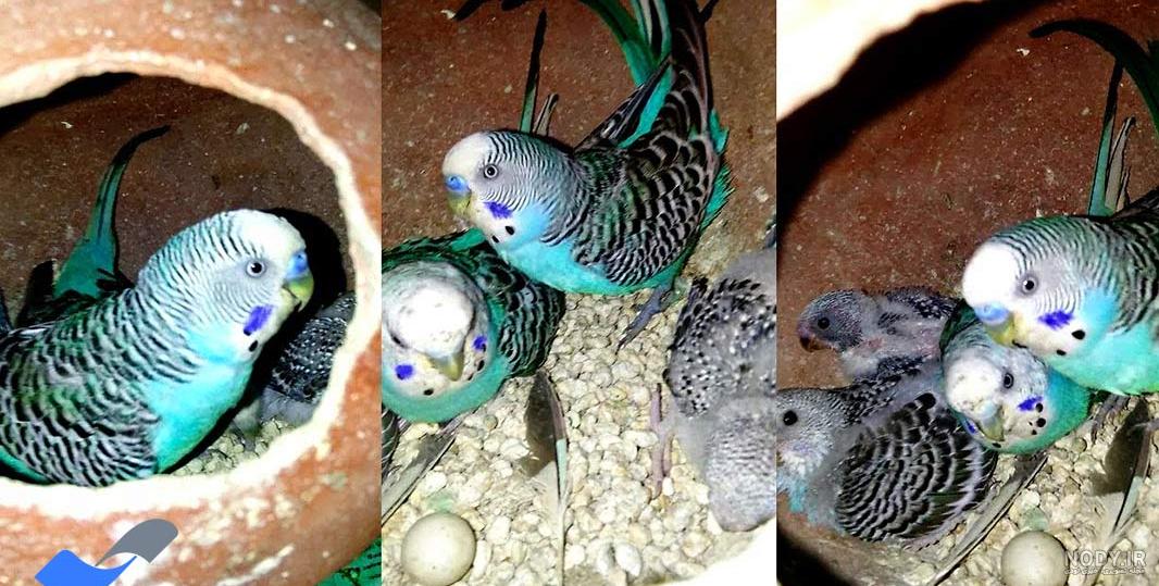 مرغ عشق سفید آبی مرغ عشق سفید آبی
