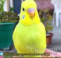 مرغ عشق سیاه مرغ عشق سیاه
