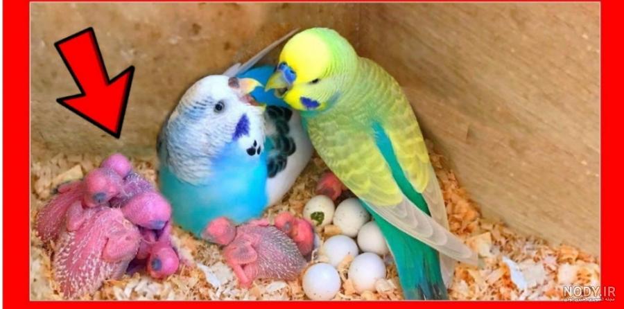 مرغ عشق سیاه مرغ عشق سیاه