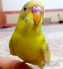 مرغ عشق سیاه مرغ عشق سیاه