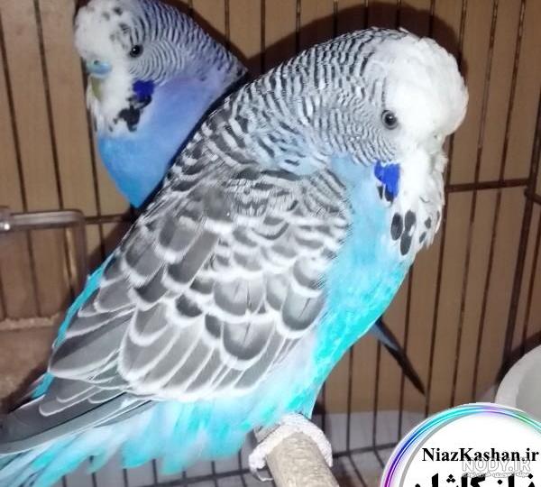 مرغ عشق سیاه