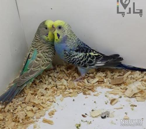 مرغ عشق سیاه مرغ عشق سیاه