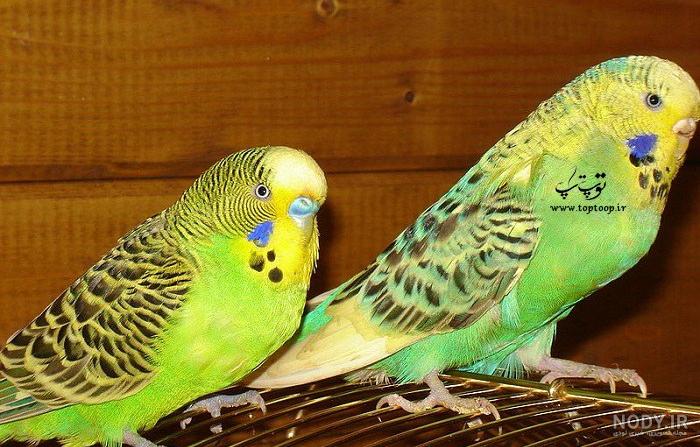 مرغ عشق صورتی