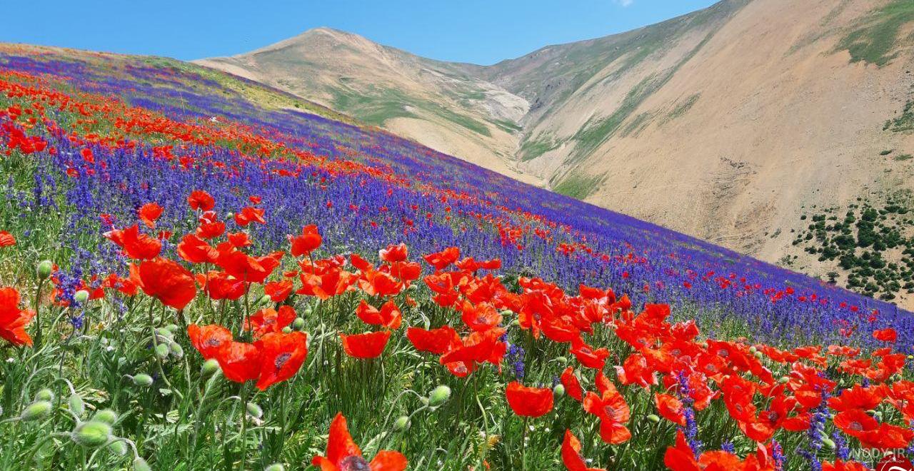 پروفایل گل زیبا پروفایل گل زیبا