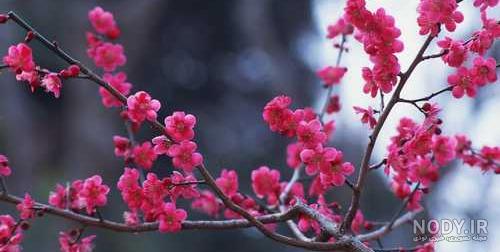 کانال گلهای زیبا کانال گلهای زیبا