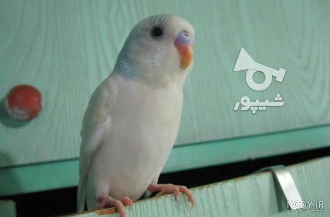 گرانترین مرغ عشق ایران گرانترین مرغ عشق ایران