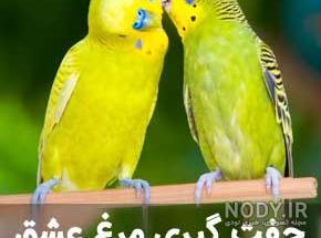 جوجه مرغ عشق سرلاکی