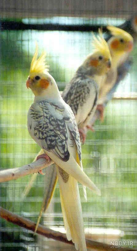 عروس هلندی آهویی