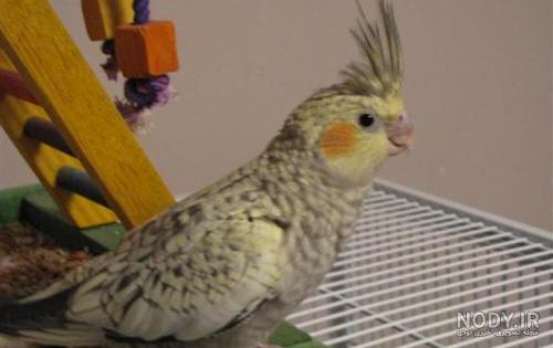 عروس هلندی سینامون