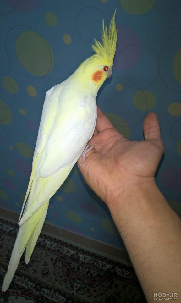 عروس هلندی صورتی