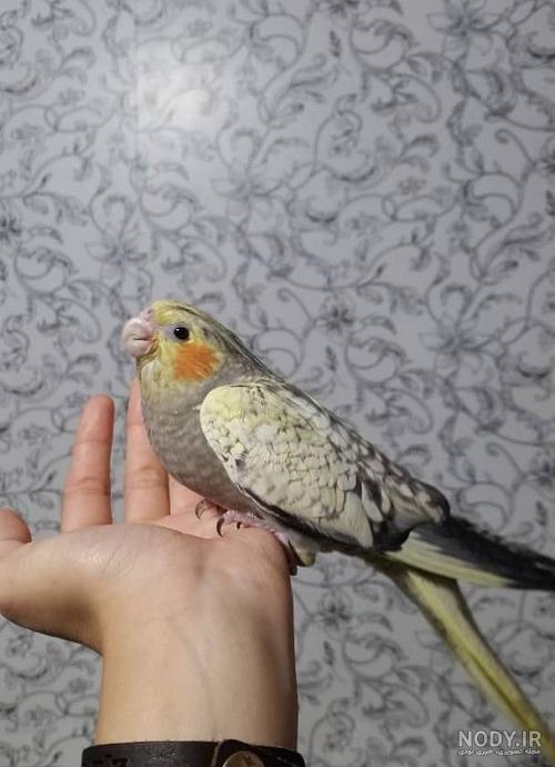 عروس هلندی صورتی