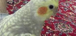 عروس هلندی مرواریدی