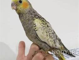 عکس عروس هلندی طاووسی