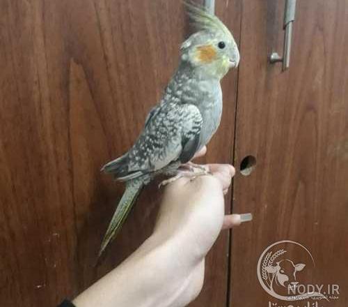عکس عروس هلندی نر