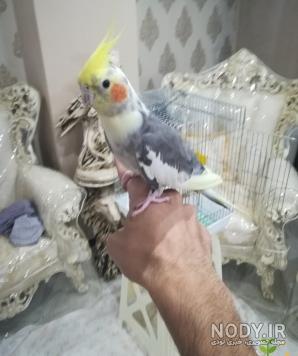 عروس هلندی فندق