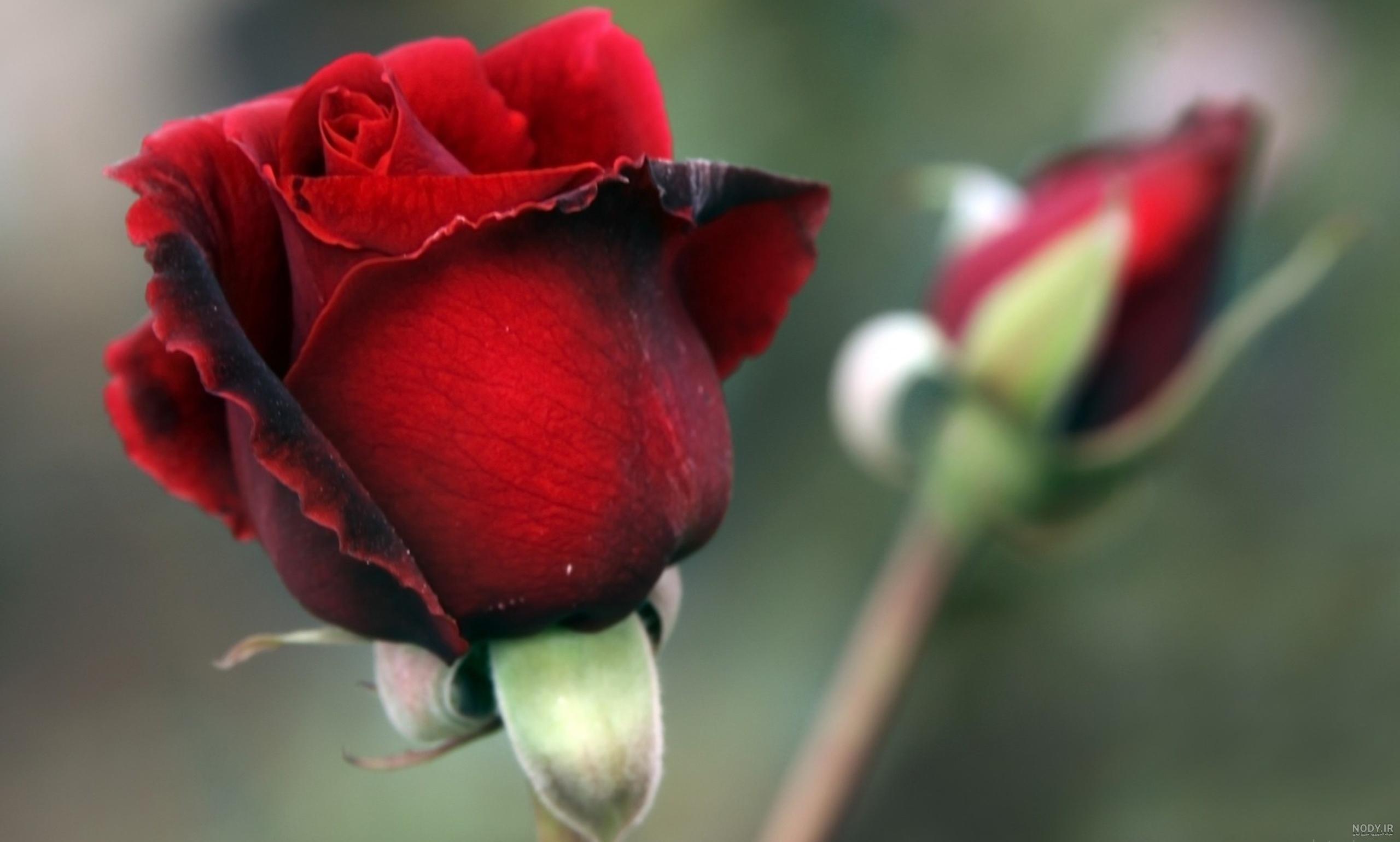 عکس گل رز طبیعی برای پروفایل عکس گل رز طبیعی برای پروفایل