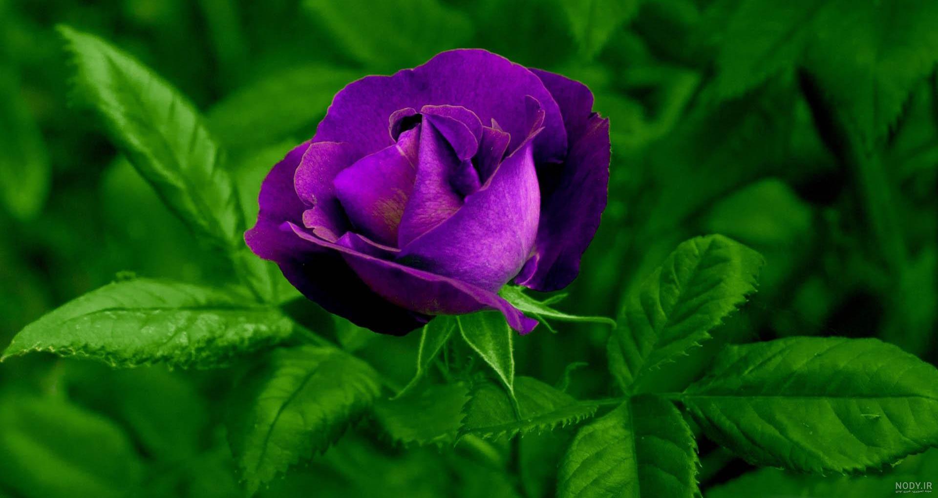تصاویر گل طبیعی زیبا