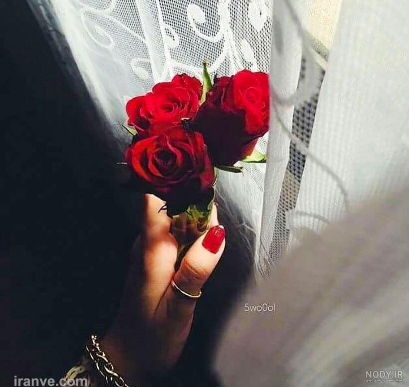 دانلود عکس باکس گل رز قرمز دانلود عکس باکس گل رز قرمز