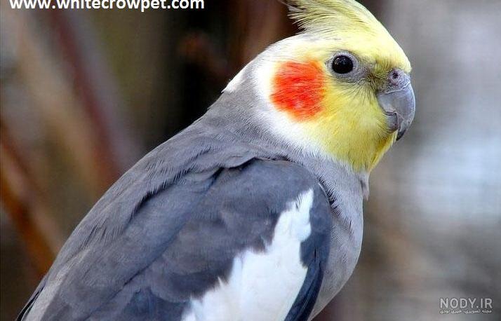 ساخت سرلاک عروس هلندی با بیسکویت مادر