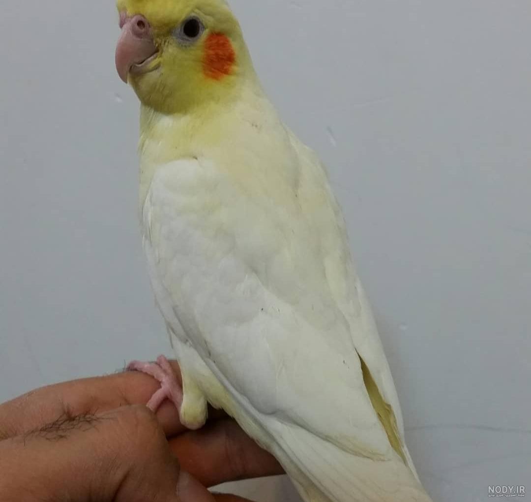 صدای جوجه عروس هلندی گرسنه