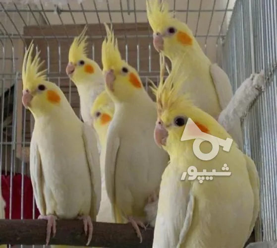 علت سرلاک نخوردن جوجه عروس هلندی