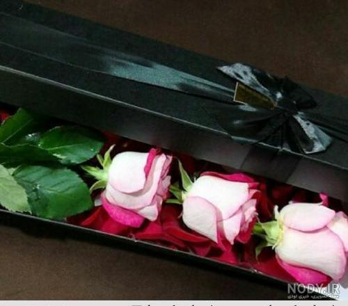 عکس باکس گل رز زرد عکس باکس گل رز زرد