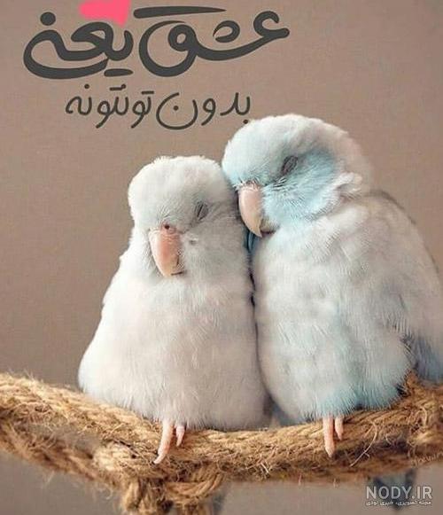 عکس دو مرغ عشق عاشق
